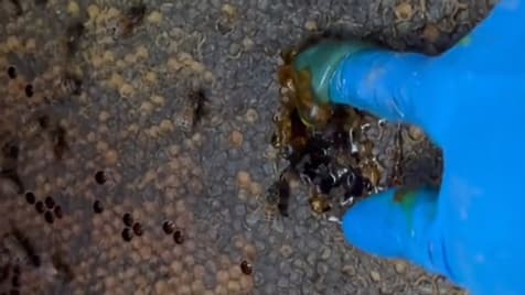 Une apicultrice récupère du miel dans une ruche aux États-Unis 