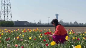 Nord: à Tressin, les tulipes se cueillent en libre-service