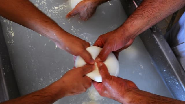 Seule la mozzarella de bufflonne est actuellement reconnue en Campanie.