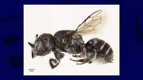 L'abeille "lucifer" découverte par des chercheurs australiens