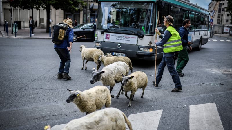 Des agriculteurs urbains traversent une rue avec un troupeau de moutons à Aubervilliers, au nord de Paris, le 13 juin 2018.