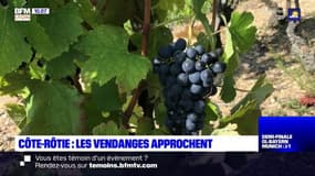 Côte-Rôtie: les vendanges approchent plus vite que prévu grâce au beau temps