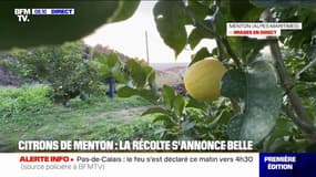 À Menton, la récolte du citron commence 