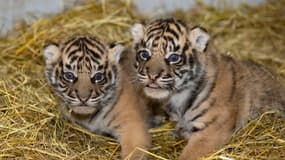 Deux tigres de Sumatra, nés en mars 2024 au Zoo d'Amiens