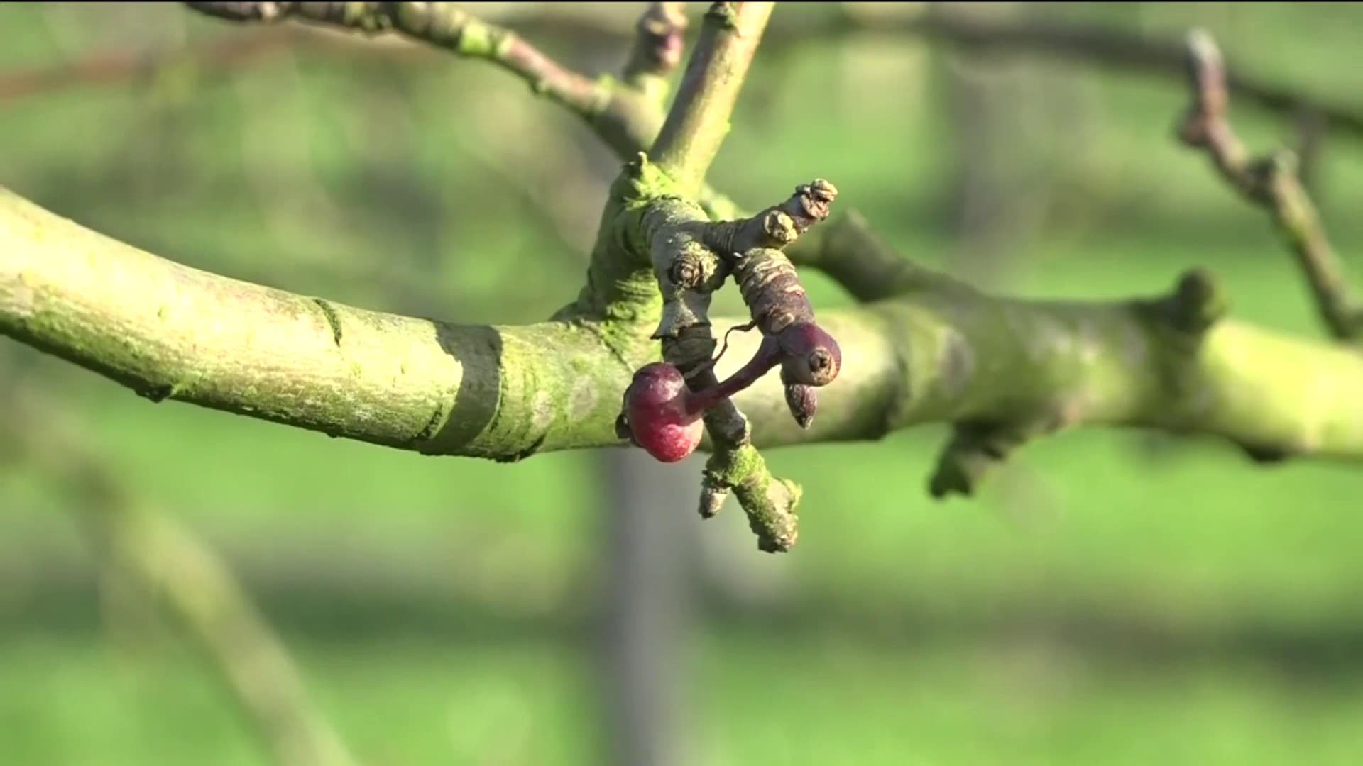 Les arbres fruitiers bourgeonnent déjà à Météren, dans le Nord en raison d'une épisode de douceur