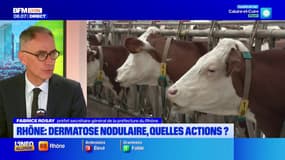 Rhône : dermatose nodulaire, quelles actions possibles ? 