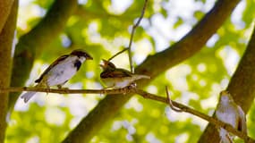 Des moineaux dans des arbres parisiens, le 7 août 2018.