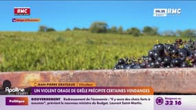  Des vendanges précipitées en Charente et Charente-Maritime en raison d'un violent orage de grêle