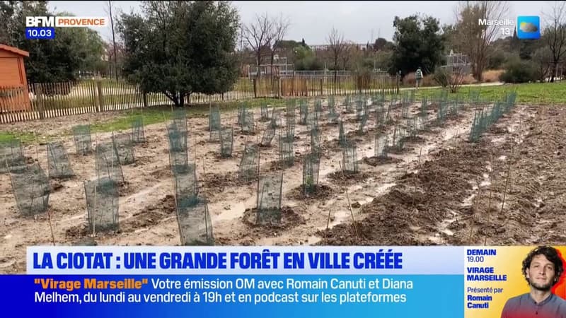 La Ciotat: une grande forêt en ville créée