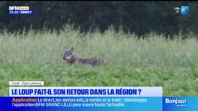 Hauts-de-France: le loup fait-il son retour dans la région?