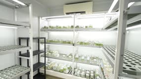 L'APEF a pour mission de promotion de l'endive, de recherches autour du légume et d'intermédiaire entre les producteurs et les institutions. 