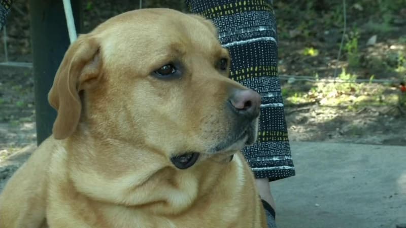Un labrador (photo d'illustration)