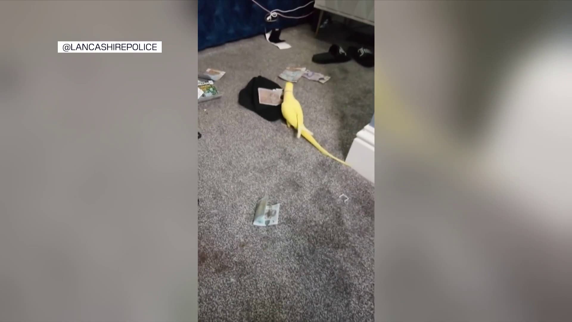 Un perroquet, responsable en Angleterre de la chute d'un réseau de narcotrafiquants en août 2025. Un perroquet, responsable en Angleterre de la chute d'un réseau de narcotrafiquants en août 2025.