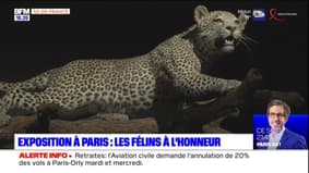 Paris: les félins à l'honneur dans une exposition du Musée d'histoire naturelle