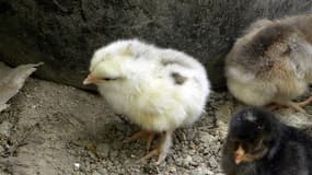 Photo de poussins