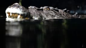 Un crocodile de 700 kilos en captivité au zoo de Sydney, le 3 octobre 2012 (photo d'illustration)