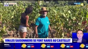 Var: les saisonniers se font rares pour les vendanges au Castellet