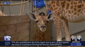 À peine né, cet adorable girafon fait déjà la taille d’un adulte