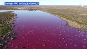 Une lagune en Patagonie argentine vire au rose à cause de la pollution