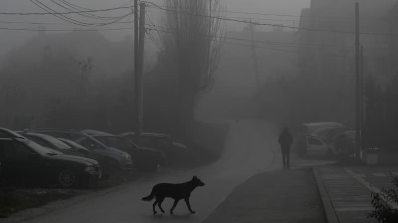 Un chien errant à Pristina, au Kosovo, le 11 décembre 2023 (illustration)