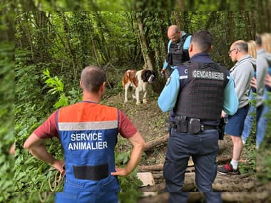 Un saint-bernard a été sauvé à Rety, le dimanche 14 juin. 