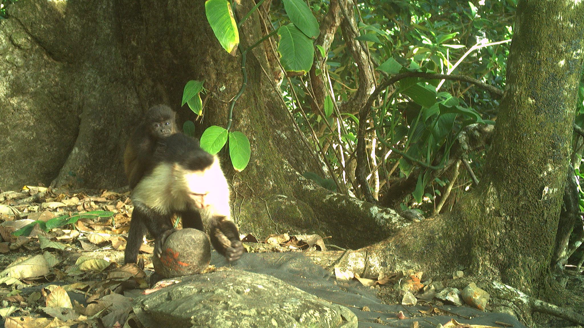 Cette photographie prise le 20 mars 2023 par Brendan Barrett et publiée par l'Institut Max Planck du comportement animal montre un bébé hurleur sur le dos d'un singe capucin utilisant des outils en pierre sur un site d'enclume sur l'île de Jicarón (Panama).