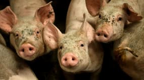 Des porcs d'élevage au Danemark en juin 2023 (image d'illustration)