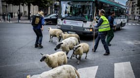 Des agriculteurs urbains traversent une rue avec un troupeau de moutons à Aubervilliers, au nord de Paris, le 13 juin 2018.