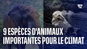 Loutres, bisons et éléphants: ces animaux sauvages qui nous aident à lutter contre le réchauffement climatique