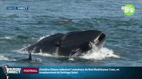EN IMAGES - Un plongeur se fait avaler... puis recracher par une baleine