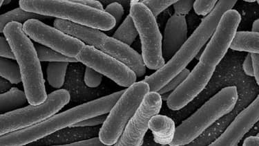Nolan a été intoxiqué par la bactérie E.Coli