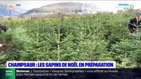 Champsaur: les pépiniéristes préparent les sapins en vue des festivités de Noël