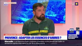 Provence: comment régénérer les massifs forestiers après les incendies?