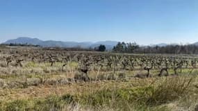 Les vignes du domaine du Collet Redon vont laisser place à un nouvel établissement pénitentiaire au Muy. 