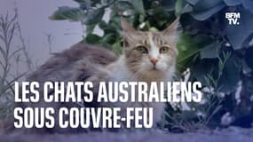 Australie: pourquoi un couvre-feu est imposé aux chats domestiques