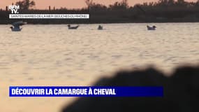 C'est les vacances : Découvrir la Camargue à cheval - 20/07