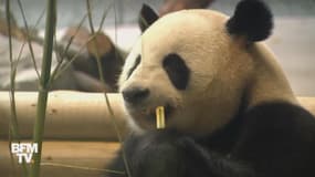 Qu’est-ce que la diplomatie du panda?