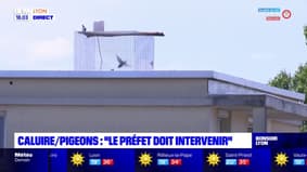 Caluire/pigeons : "le préfet doit intervenir"