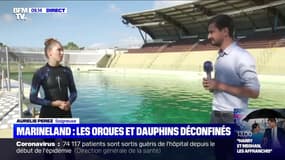 Marineland: les orques et dauphins déconfinés - 20/06