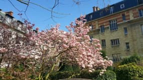 Une cinquantaine d'arbres doivent être abattus dans le 5e arrondissement.