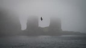 Un oiseau en Antarctique (Photo d'illustration).