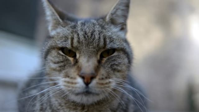 Ille Et Vilaine Elle Decouvre Son Chat Pendu A Une Fenetre