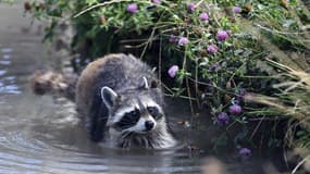 Un raton laveur se rafraîchit dans un point d'eau au parc animalier de Sainte-Croix à Rhodes, le 14 juillet 2022 en Moselle (photo d'illustration)