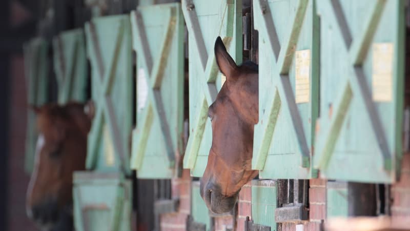 100 box et un spa : de quoi améliorer l'ordinaire des chevaux