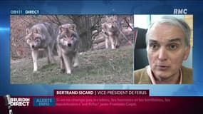 Bertrand Sicard, du FERUS, qualifie "d'erreur grave" de l'État de relever le niveau des tirs pour protéger les troupeaux des loups