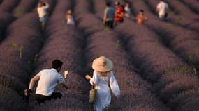 Une touriste pose dans des champs de lavande près de Valensole, dans le sud-est de la France, le 21 juillet 2023. 