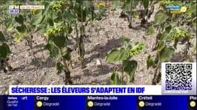 Sécheresse: les agriculteurs inquiets en Île-de-France