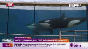 Orques de Marineland : quel avenir pour les animaux? 