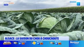 Alsace: la saison de la récolte du chou à choucroute commence