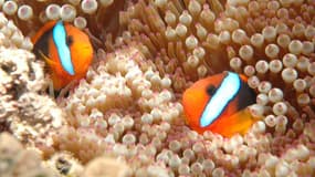 Des poissons-clowns dans la Grande barrière de corail, au large de la ville australienne de Cairns. La faune marine, d'une époustouflante diversité, est menacée par l'action combinée du réchauffement climatique et du développement économique.